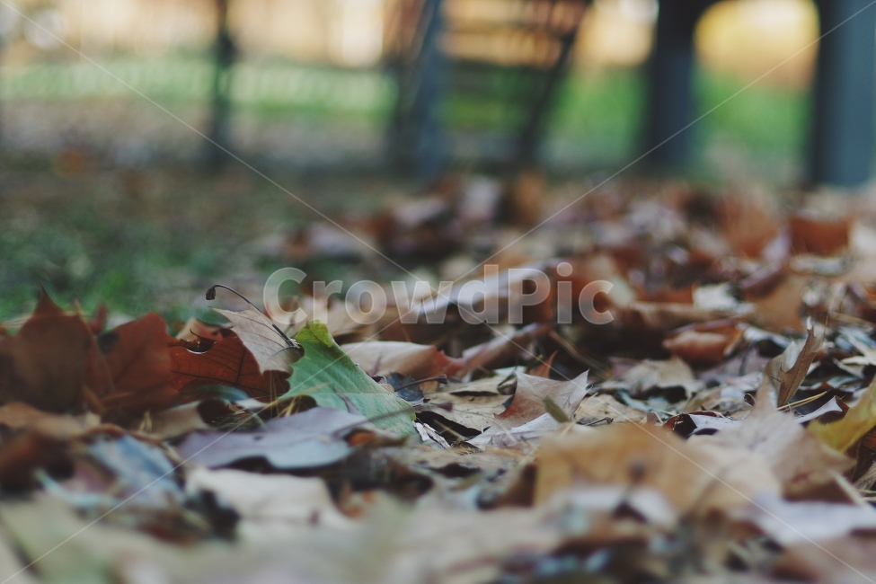 낙엽,leaf,leaves,가을,fall,autumn,나무,tree,외로움,가을낙엽,스산함,쓸쓸함,감성,감성사진,가을,계절,fall,autumn,season,식물,자연,plants,nature,plant,잎