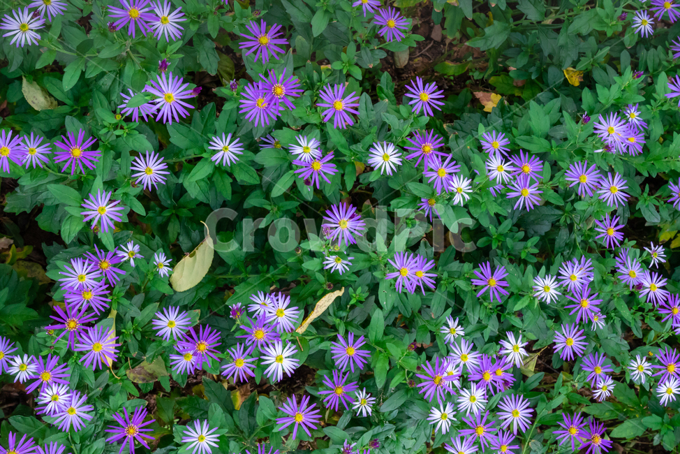 꽃,보라색,식물,초록색,자연,산,landscape,배경화면,보라색꽃,식물,자연,plants,nature,꽃,flower