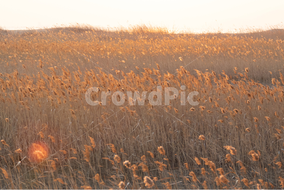 가을,겨울,일몰,갈대,자연,고독,노을,자연,풍경,nature,landscape,field,들,grassland,목초지,outdoors,옥외
