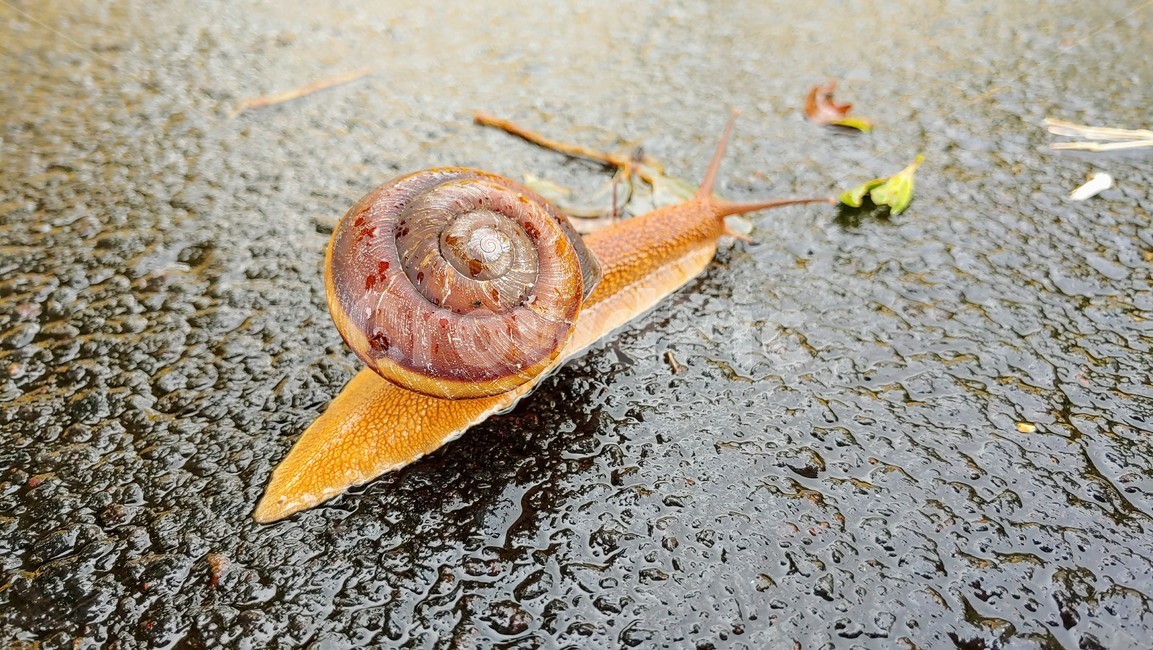 달팽이,snails,greatsnail,연체동물,escargot,caracol,salyangoz,schnecke,자웅동체,동물,animal