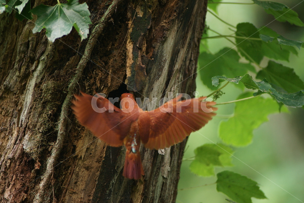호반새,사냥,육추,조류,새,동물,animal,조류,새,birds