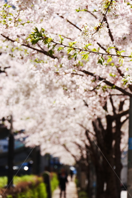 산책로,벚꽃,봄,따스함,햇살,봄,계절,spring,season,plant,식물,flower,꽃,blossom