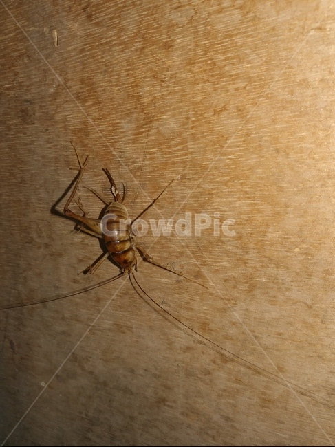 곱등이,공포,징그러움,혐오,혐오스러움,무척추동물,곤충,insect,곤충,벌레,insect,bug