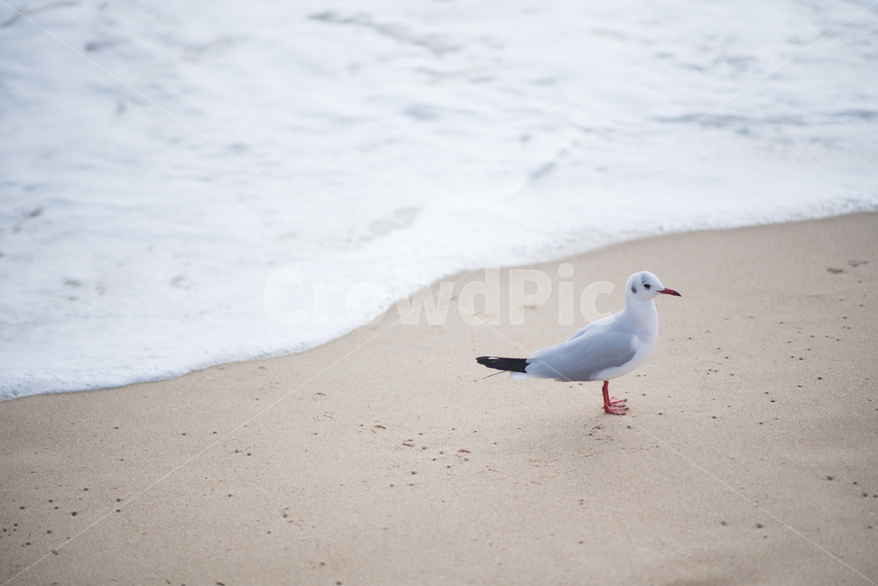 Beach,ocean,Seagull