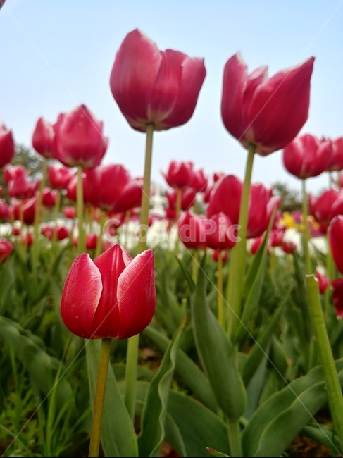 튜울립,꽃,식물,영원한사랑,꽃말,식물,자연,plants,nature,꽃,flower