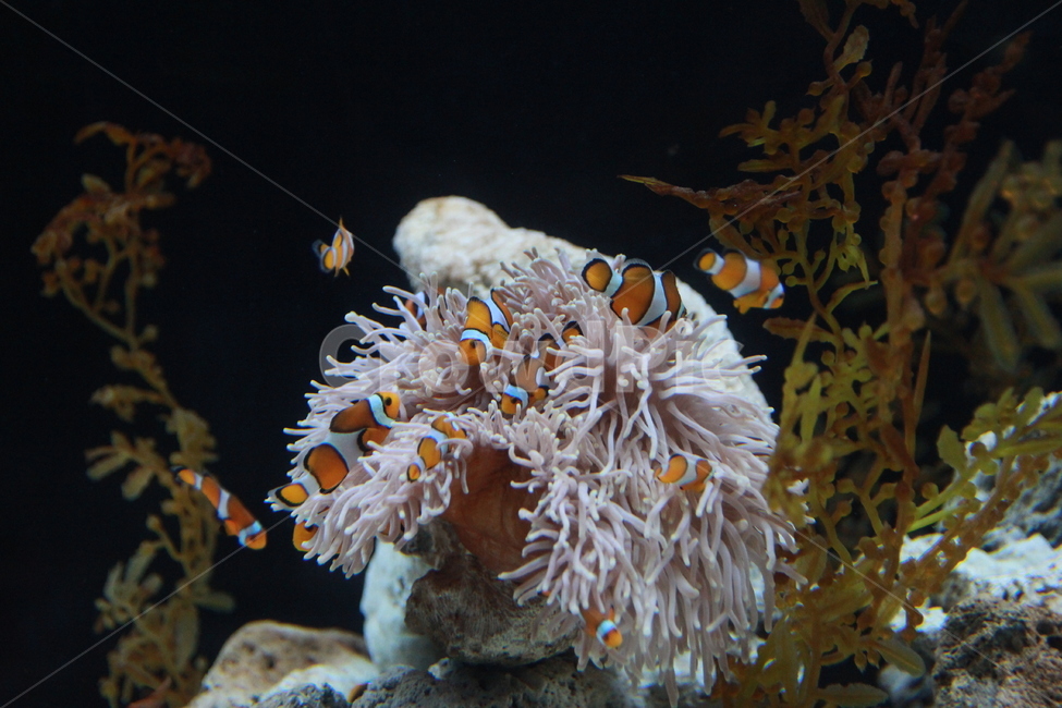 동물,자연,물고기,수중생물,니모,수족관,바다생물,fish,물,동물,animal,어류,물고기,fish