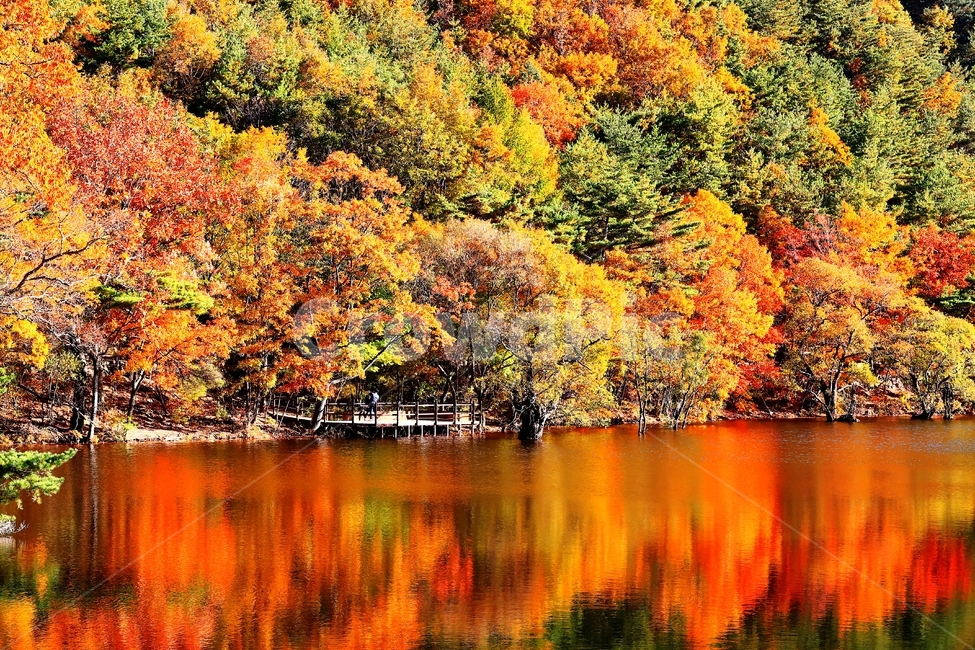 가을,단풍,주산지,청송,아침,가을,계절,fall,autumn,season,자연,풍경,nature,landscape,한국자연풍경,한국자연경관,korea nature landscape,water,물,tree,나무,maple,plant,식물,outdoors,옥외