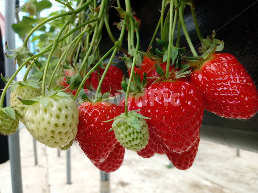 딸기,빨간열매,식물,strawberry,장미과,과일,농산물,과일,열매,fruit