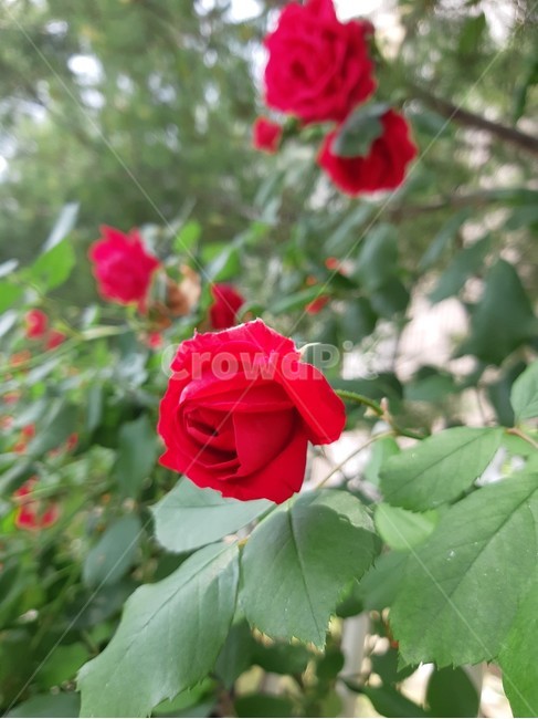 장미,빨간장미,장미꽃,장미꽃만개,장미한송이,식물,자연,plants,nature,꽃,flower