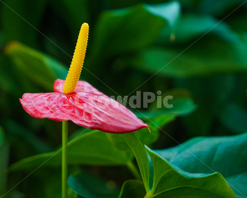 봄,봄꽃,계절,감성,식물,화초,자연,식물,자연,plants,nature,꽃,flower