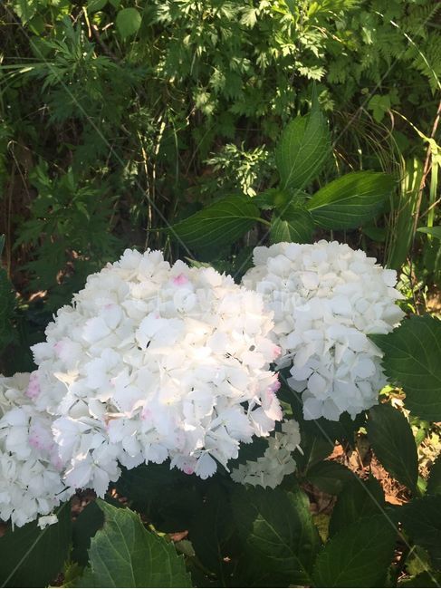 blossom,식물,꽃,제라늄,국화,예쁨,흰색,자연,식물,자연,plants,nature,꽃,flower