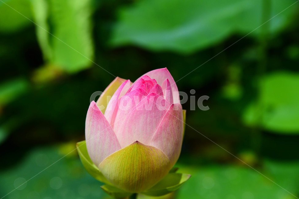 연꽃,부처님오신날,연등행사,속리산연꽃,연꽃사진,식물,자연,plants,nature,꽃,flower