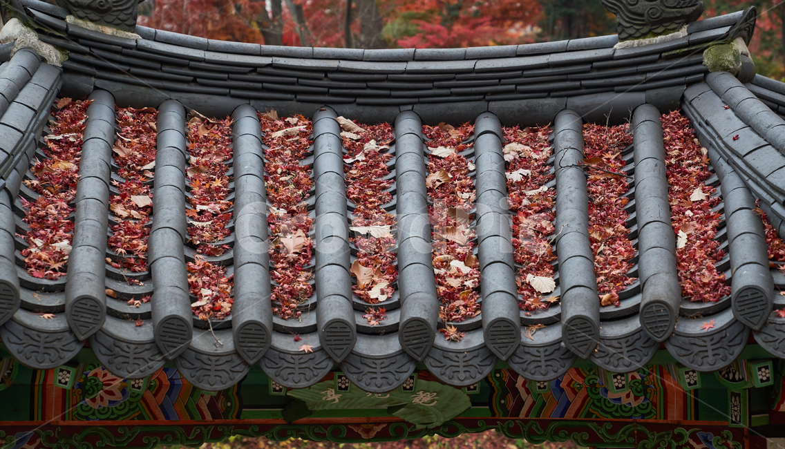 가을,단풍,기와,한국의미,고궁,가을,계절,fall,autumn,season,한국전통,한국문화,korean traditional,korean culture,건축물,건물외관,exterior,building,structure,architecture,construction,roof,지붕