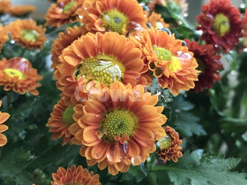 국화,꽃,물,노란,가을,화분,식물,자연,plants,nature,꽃,flower
