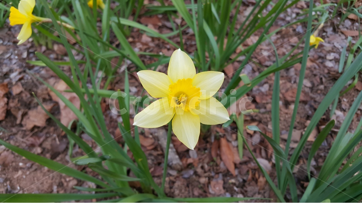 수선화,꽃,야외,식물,노랑,예쁘다,plant,flower,자연,nature,narcissus,beautiful,outdoor,yellow,garden,봄,spring,봄,계절,spring,season,식물,자연,plants,nature,꽃,flower,blossom
