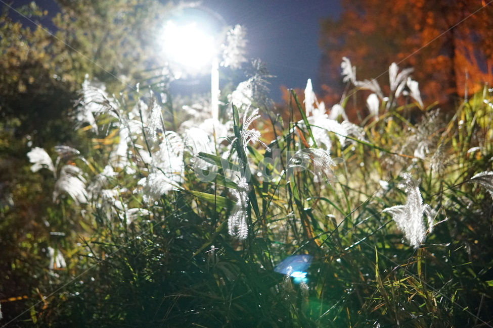 light,빛,플레어,감성,자연,한강,식물,자연,plants,nature