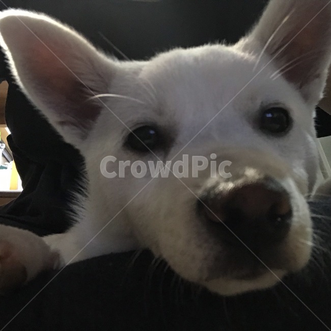 강아지,댕댕이,개,아기강아지,흰강아지,dog,puppy,whitedog,발발이,잡종,믹스견,동물,animal,pet,귀여움,cute,lovely,사랑스러움,귀여운강아지,cutedog,사랑스러운강아지,lovelydog,동물,animal,포유류,mammal,개,강아지,dog,doggy