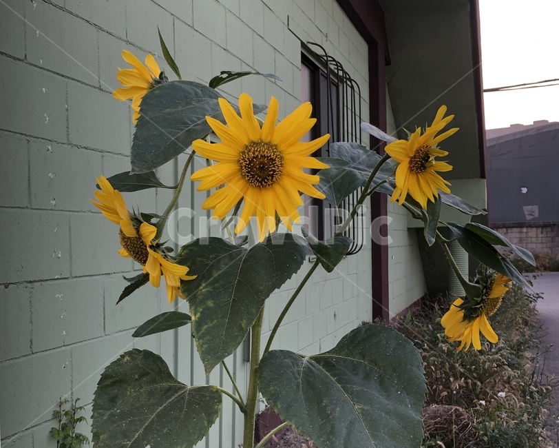 꽃,해바라기,plant,식물,flower,blossom,sunflower,식물,자연,plants,nature,꽃,flower