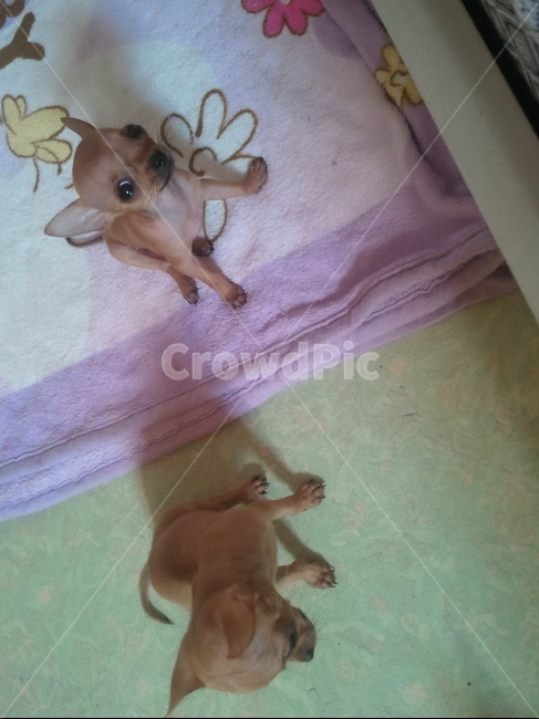 강아지,개,동물,animal,dog,doggy,mammal,포유류,새끼강아지,치와와,감성사진,감성,반려견,애완견,연출,새끼,애견,귀여움,휴식,포즈,컨셉