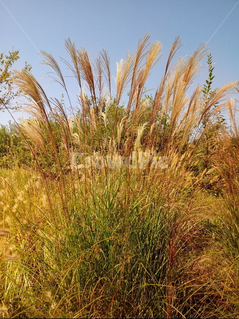 갈대,식물,reed,벼과,여러해살이풀,plant,겸가,노위,문견초,위근,위경,식물,자연,plants,nature
