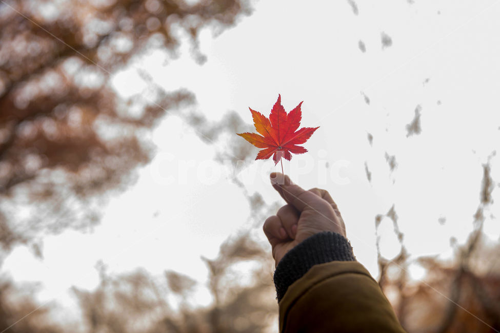 단풍,손,단풍잎,가을,붉은,가을,계절,fall,autumn,season,사람,인물,인간,human,person,신체일부,몸,body,leaf,잎,plant,식물,tree,나무