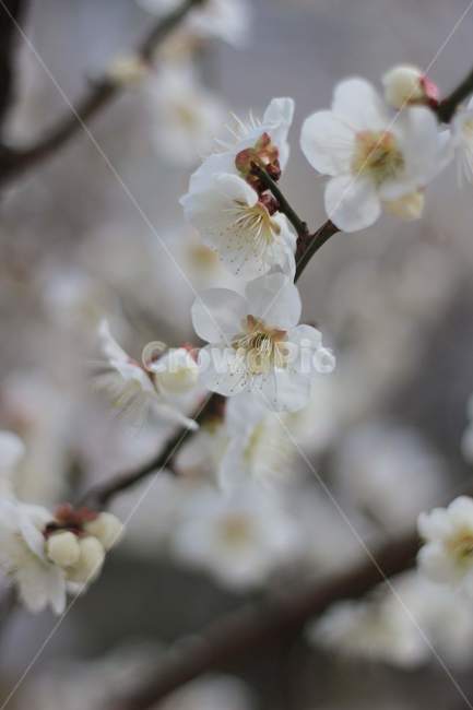 매화,매화꽃,봄꽃,봄,나무,spring,prunusmume,매실나무,매화나무,3월꽃,3월,초봄꽃,초봄,꽃샘추위,늦겨울,겨울,flower,blossom,식물,plant,벚꽃,cherryblossom,봄,계절,spring,season