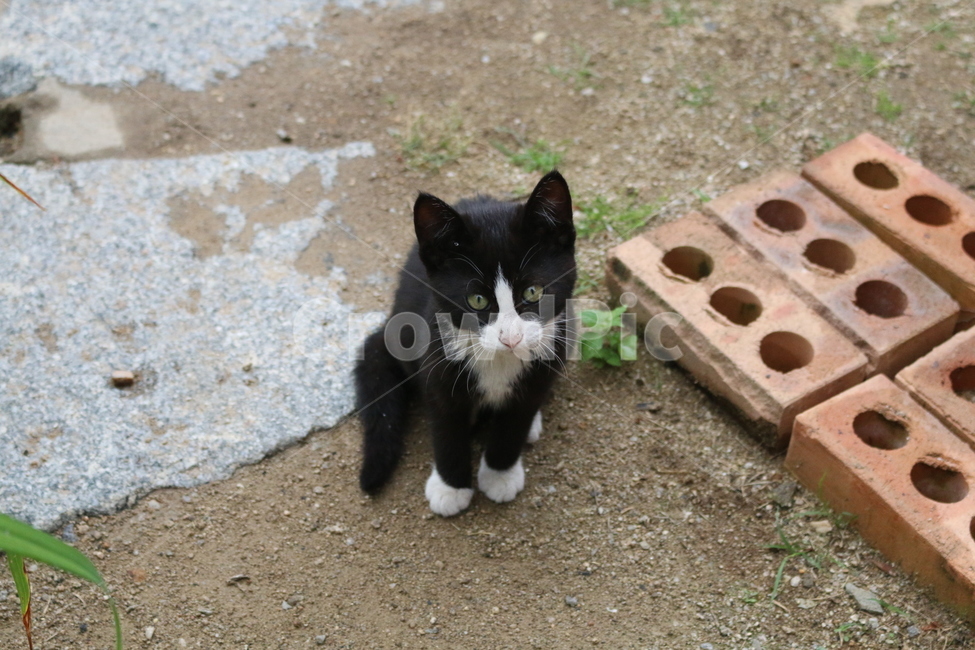 동물,고양이,강아지,반려동물,길고양이,들고양이