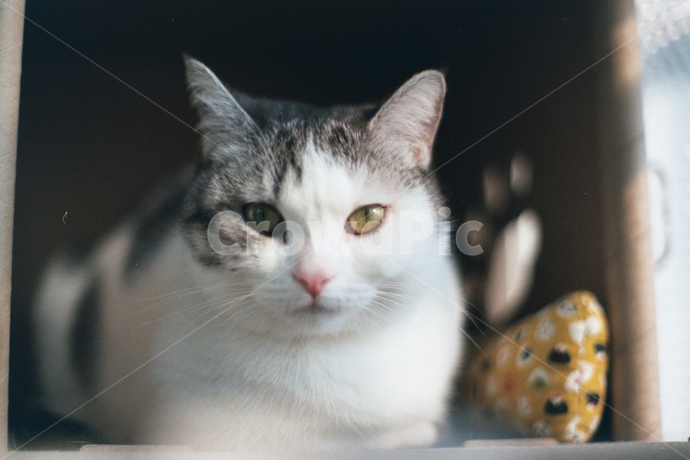 고양이,반려동물,동물,cat,animal,동물,animal,포유류,mammal,고양이,cat,kitten,kitty