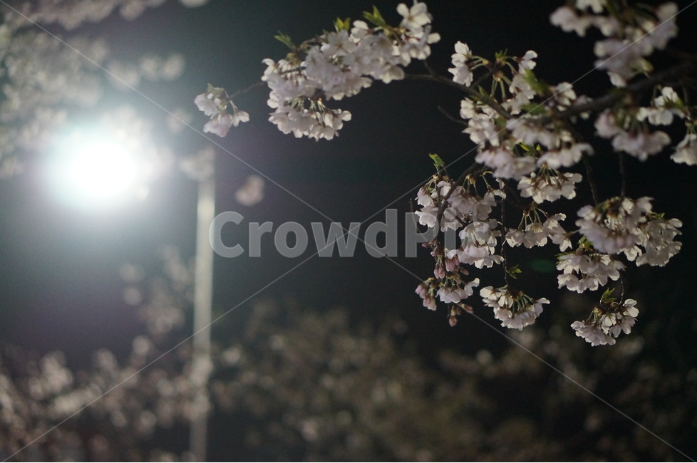 벚꽃,야경,빛,봄,풍경,봄,계절,spring,season,야경,밤,풍경,nightscape,night,landscape,식물,자연,plants,nature,꽃,flower,plant,blossom