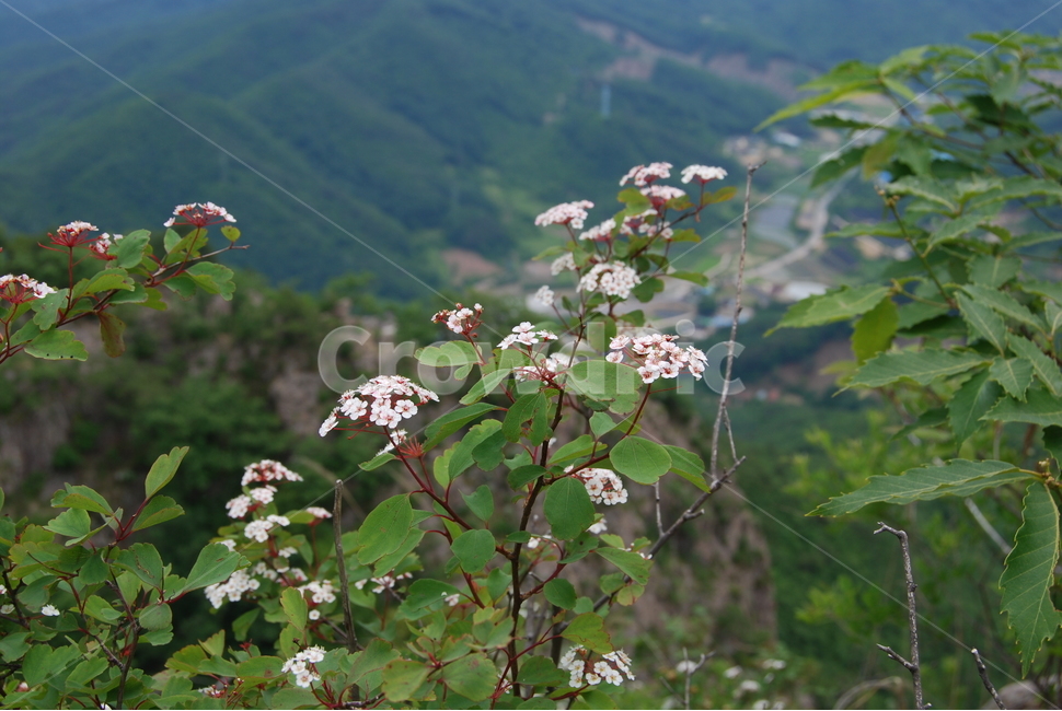구봉산,휴양림,여름,들꽃,탐방로,등산로,자연,풍경,nature,landscape,식물,plants,꽃,flower