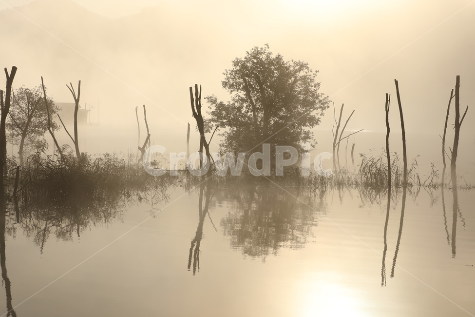 안개,호수,나무,반사,물,자연,풍경,nature,landscape,한국자연풍경,한국자연경관,korea nature landscape