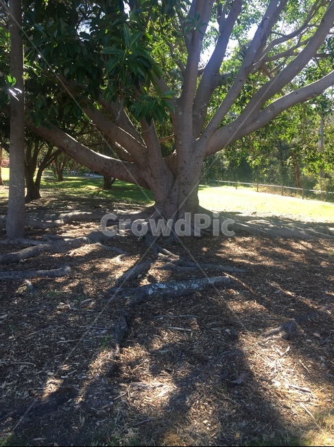 고무나무,고목,나무,나무뿌리,gumtree,rubbertree