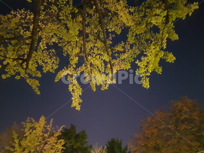 나무,숲,밤,단풍,가로수길,야경,밤,풍경,nightscape,night,landscape,식물,자연,plants,nature