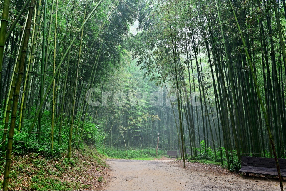 outdoors,옥외,nature,자연,plant,식물,bamboo,대나무,담양,죽녹원,대나무밭
