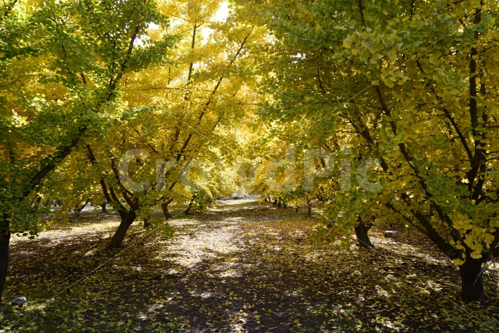 은행나무,노랑,자연,가을,가을나무,forest,숲,yellow,autumn,natural,가을,계절,fall,autumn,season,자연,풍경,nature,landscape,식물,plants,나무,trees,wood,scenery,outdoors,옥외,tree,plant