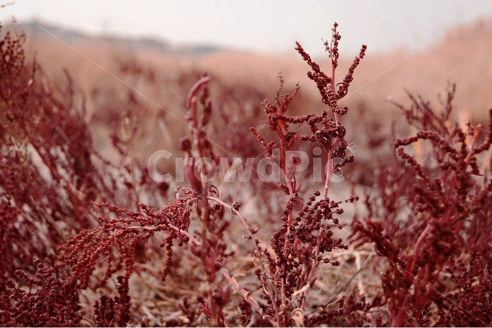plant,식물,grass,잔디,초목,들판