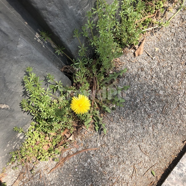 민들레,꽃,감성,식물,길가,담벼락,식물,자연,plants,nature,꽃,flower