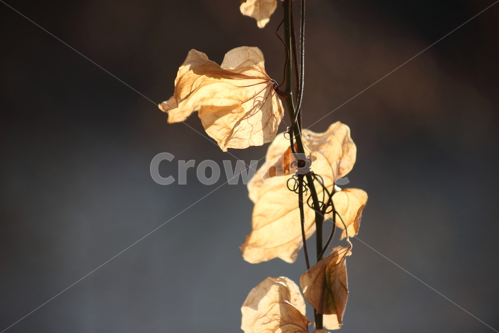 단풍,잎,식물,가을,redleaves,가을,계절,fall,autumn,season,식물,자연,plants,nature,veins,정맥,leaf,plant
