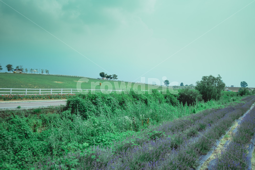 Anseong Farm Land,yard,lavender,grassland,farmland