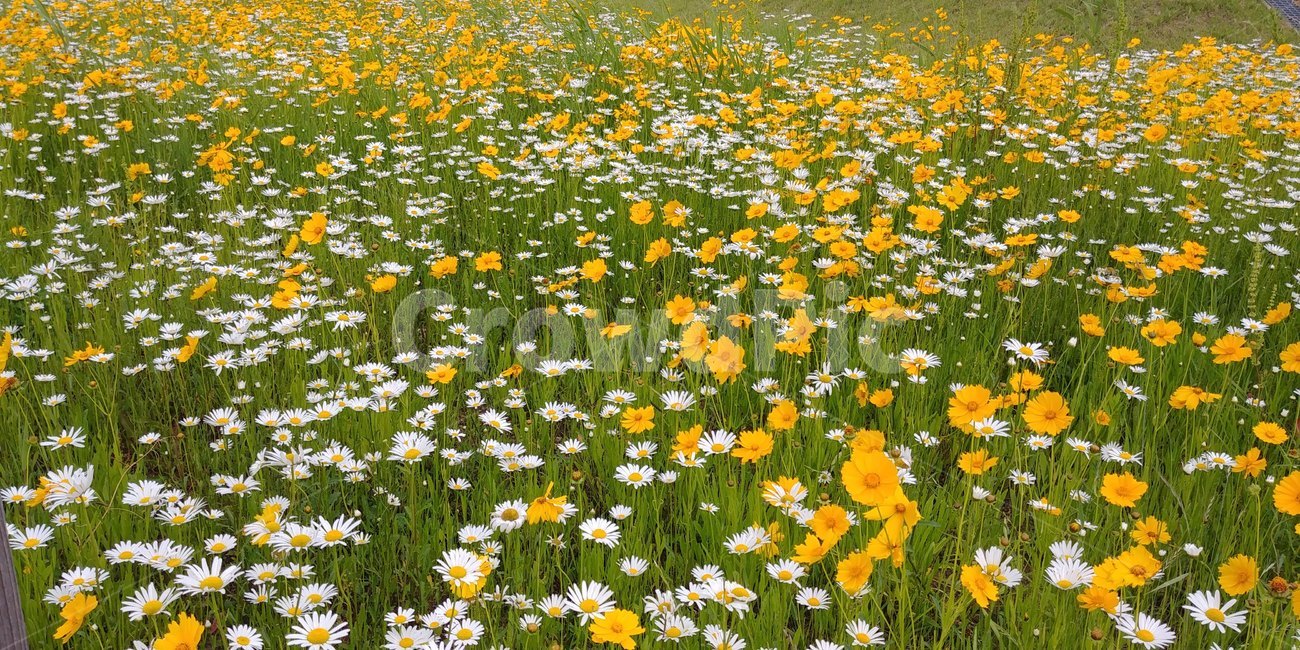 꽃,노란꽃,흰꽃,꽃밭,봄,식물,자연,plants,nature,꽃,flower