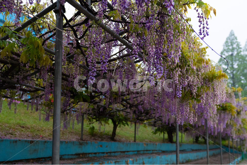등나무꽃,보라색,풀,자연,등꽃,flower,계단,운동장,나무,식물,자연,plants,nature,꽃,flower