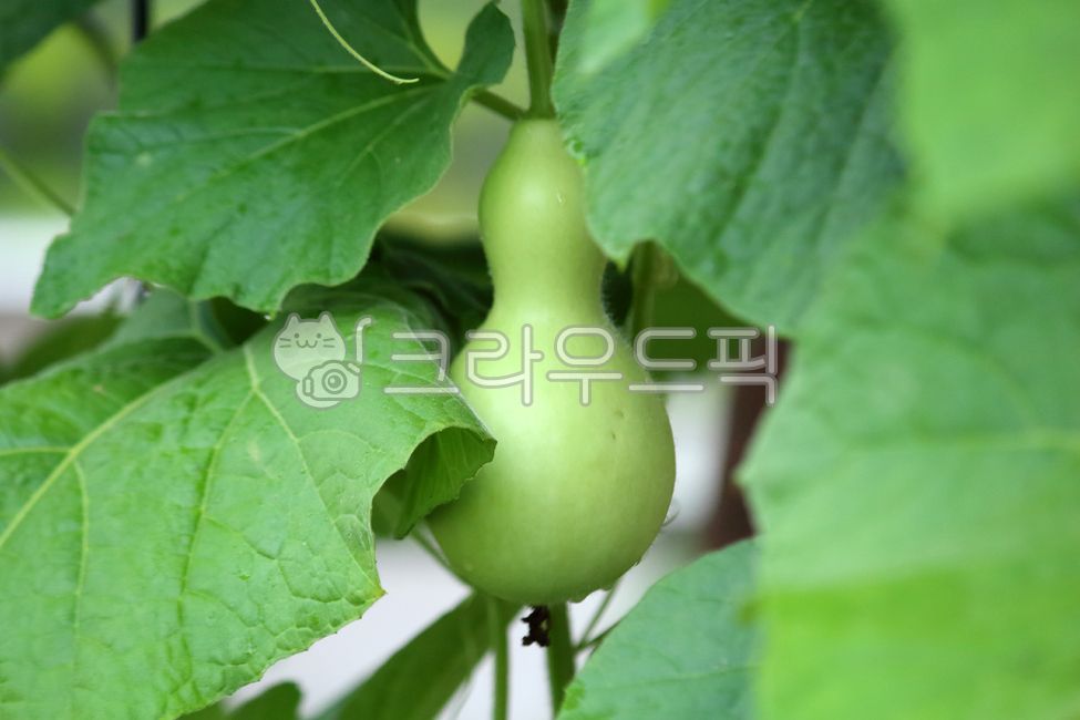 식물, plant, gourd, 박, food, 사진,이미지,일러스트,캘리그라피 - benjamin작가