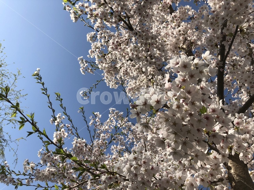 벚꽃,분홍색,나무,꽃,하늘,구름,white,봄,spring,flower