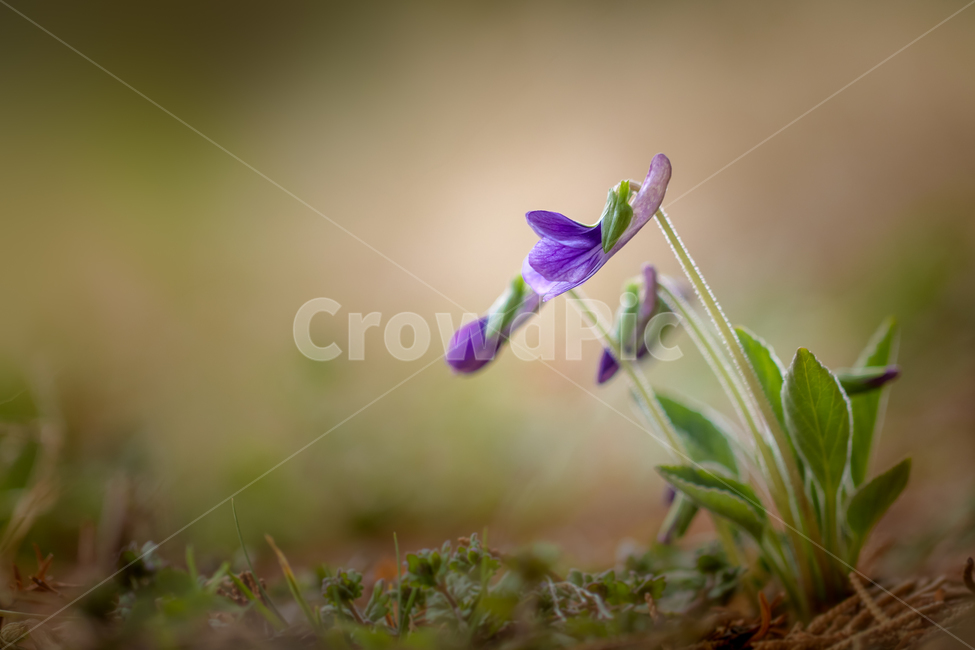 자연,풍경,꽃,야생화,제비꽃,봄,nature,landscpae,flower,wildflower,spring,식물,자연,plants,nature,꽃,flower