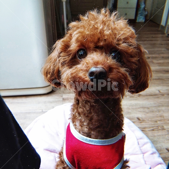 강아지,반려견,푸들,귀여움,아이컨택,동물,animal,포유류,mammal,개,강아지,dog,doggy
