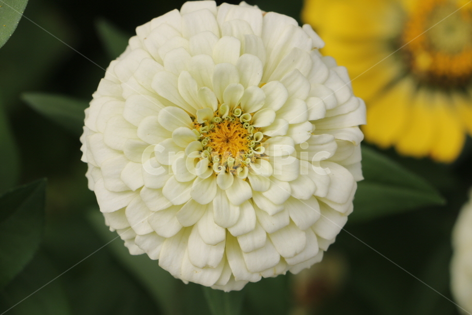 plant,식물,flower,꽃,자연,식물,자연,plants,nature,꽃,flower