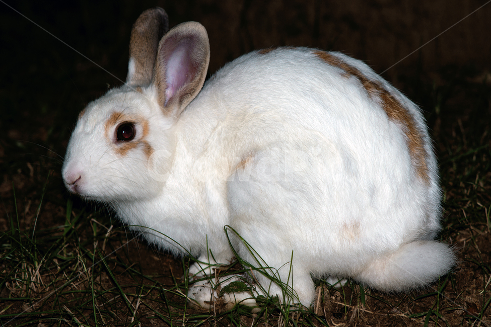 토끼,흰토끼,동물,야생동물,자연,생태,생태계,rabbit,pet,animal,동물,animal,포유류,mammal