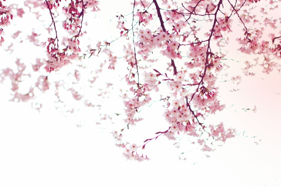 벚꽃,봄,자연,꽃,벚꽃놀이,감성사진,배경화면,로맨틱,봄,계절,spring,season,식물,자연,plants,nature,꽃,flower,plant,blossom