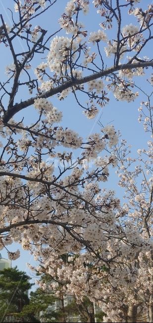 봄,벚꽃,벚꽃나무,벚꽃폰배경화면,식물