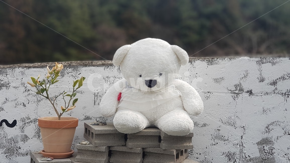 white bear,cuteness,bear,loneliness,sullen